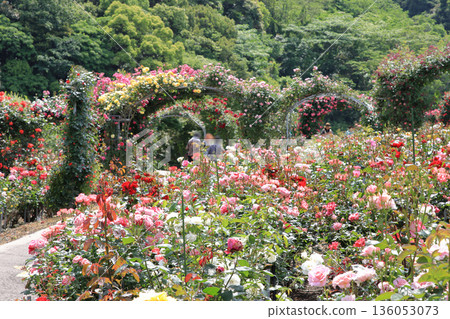 盛開的玫瑰園 盛開的玫瑰園 136053073