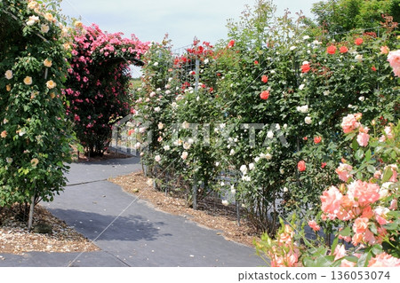 Rose Garden Path Rose Garden Path 136053074
