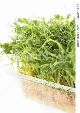 Green pea seed sprouts Green pea seed sprouts 136053134