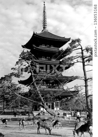 1962年的老照片：奈良公園裡的鹿和興福寺的五重塔 136053168