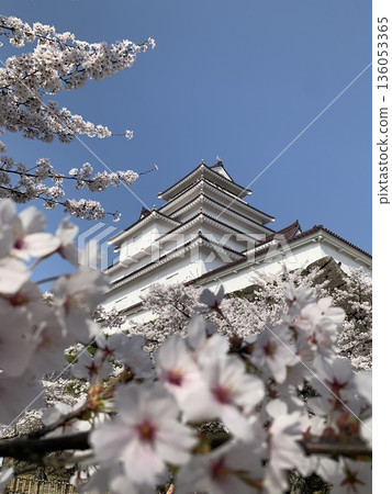 Tsuruga Castle surrounded by cherry blossoms 136053365