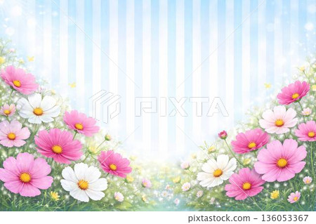 柔和綻放的波斯菊條紋背景 136053367