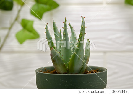 Aloe Aloe 136053453
