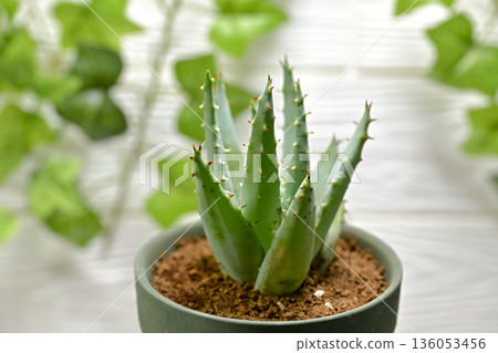 Aloe Aloe 136053456