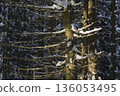 Spruce trees covered with fresh snow in the winter forest. 136053495