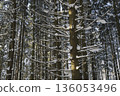 Spruce trees covered with fresh snow in the winter forest. 136053496