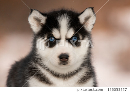 A focused portrait of a Husky puppy showing a calm and serious facial expression. Its signature blue eyes stand out against the black and white facial mask. A focused portrait of a Husky puppy showing a calm and serious facial expression. Its signature blue eyes stand out against the black and white facial mask. 136053557