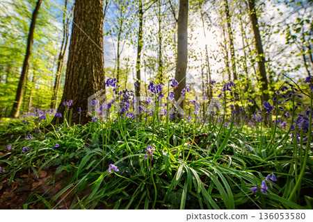 Blossoming lovely spring violet-blue flowers - common bluebells or hyacinthoides, Belgium 136053580