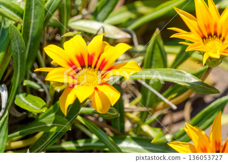 Gazania flowers blooming vibrantly in the sunlight 136053727