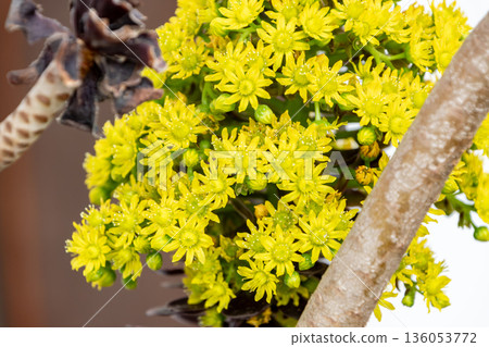 Aeonium is a succulent plant that blooms bright yellow flowers. 136053772