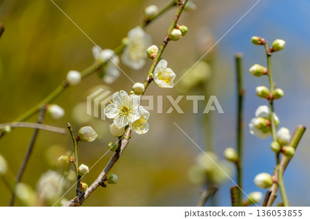 白梅花和花苞預示著春天的到來 136053855