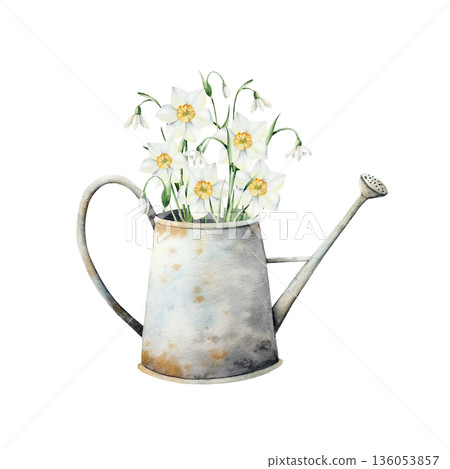 Watering can with daffodils and snowdrop flowers. Watercolor spring, easter illustration, garden supplies isolated on background, transparent png. Botanical spring and wedding clip art. For greeting Watering can with daffodils and snowdrop flowers. Watercolor spring, easter illustration, garden supplies isolated on background, transparent png. Botanical spring and wedding clip art. For greeting 136053857