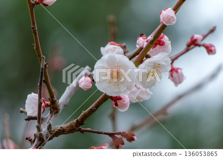 一朵潔白的梅花和它盛開的花苞，美極了。 136053865