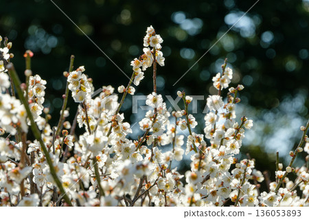 盛開的白色梅花在逆光中熠熠生輝 136053893