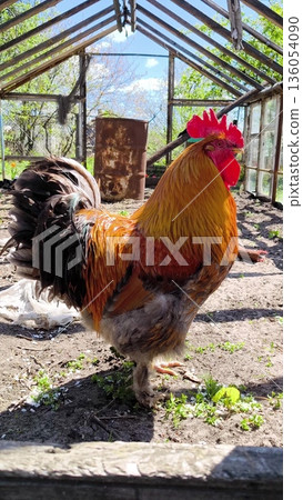 A rooster in bright plumage sings proudly. A brightly plumaged rooster. A rooster in bright plumage sings proudly. A brightly plumaged rooster. 136054090