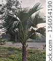 A young palm tree stands in a landscaped garden, its large fan-shaped fronds extending outward 136054190