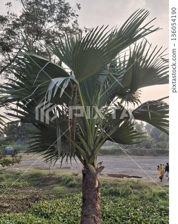 A young palm tree stands in a landscaped garden, its large fan-shaped fronds extending outward A young palm tree stands in a landscaped garden, its large fan-shaped fronds extending outward 136054190