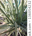 Close-up view of a dense cluster of green, strappy plant leaves 136054232