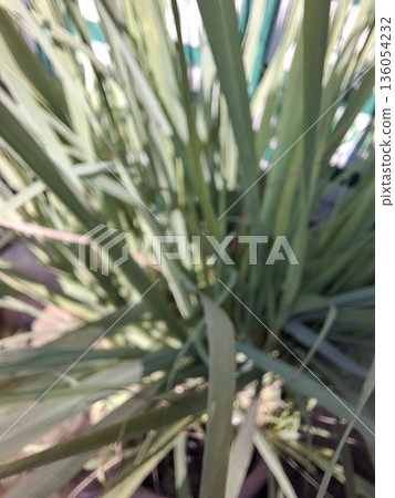 Close-up view of a dense cluster of green, strappy plant leaves 136054232