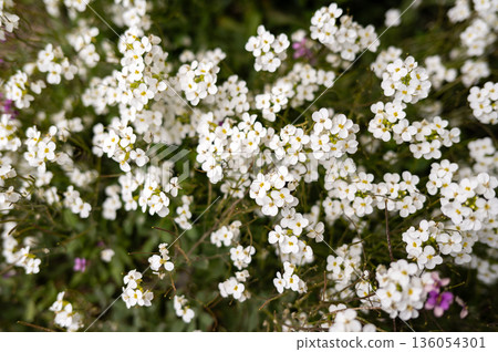 Blooming white alyssum flowers in vibrant spring garden 136054301