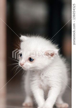 Adorable white kitten with blue eyes exploring the indoors 136054325