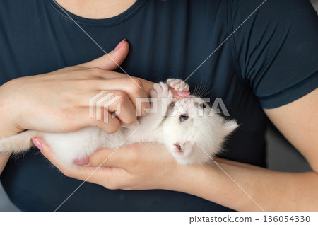Caucasian young adult holding white kitten gently in hands 136054330
