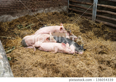 Group of domestic pigs resting on straw bedding in barnyard enclosure 136054339