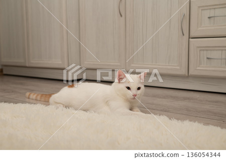 White cat relaxing on rug in cozy indoor setting 136054344