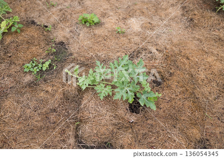 Young watermelon plant growing in mulch-covered garden soil Young watermelon plant growing in mulch-covered garden soil 136054345