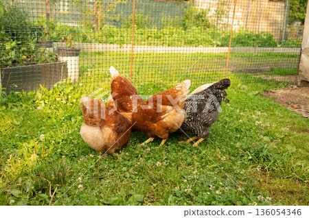 Chickens foraging in a lush garden on a sunny day Chickens foraging in a lush garden on a sunny day 136054346