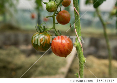 Close-up of ripening tomatoes on vine in greenhouse environment 136054347