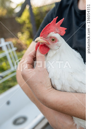 Caucasian female holding white chicken in backyard setting. International Respect for Chickens Month Caucasian female holding white chicken in backyard setting. International Respect for Chickens Month 136054351