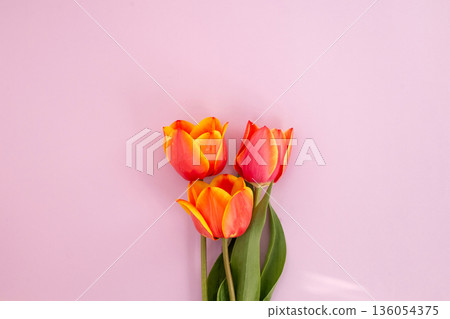 Vibrant orange and yellow tulips against pastel pink background 136054375