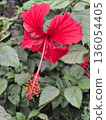 Vivid Red Hibiscus Flower With Long Stamen In Bright Garden Setting 136054405