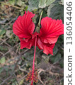 A striking red hibiscus bloom with a long pink stamen and orange pollen, set among lush green leaves 136054406