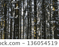 Spruce trees covered with fresh snow in the winter forest. 136054519