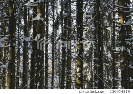 Spruce trees covered with fresh snow in the winter forest. Spruce trees covered with fresh snow in the winter forest. 136054519