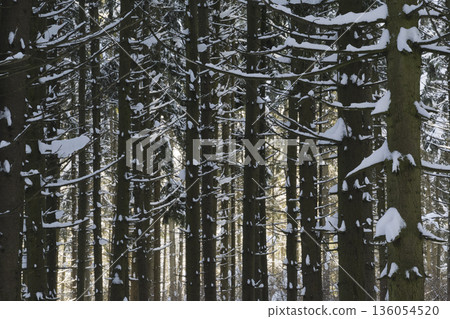 Spruce trees covered with fresh snow in the winter forest. 136054520