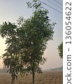 A tall, healthy tree stands under a bright blue sky, its rich green leaves forming a full canopy 136054622