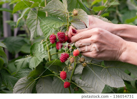 Gardening, harvesting, farming concept. Close-up of an elderly woman's hand picking raspberries in the garden outdoors. Selective focus on red berry in hand. 136054731