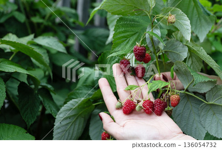 Hands gently harvesting ripe raspberries in a lush garden during summer Hands gently harvesting ripe raspberries in a lush garden during summer 136054732