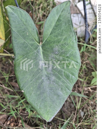 A macro shot of a single, large, green heart-shaped leaf with pronounced veins 136054828