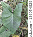 Close-Up Of A Large Green Heart-Shaped Leaf In A Garden Bed With Sunny Background 136054829
