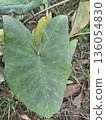 Close-Up Of A Large Green Heart-Shaped Leaf In A Garden Bed With Sunny Background 136054830