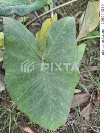 Close-Up Of A Large Green Heart-Shaped Leaf In A Garden Bed With Sunny Background 136054830