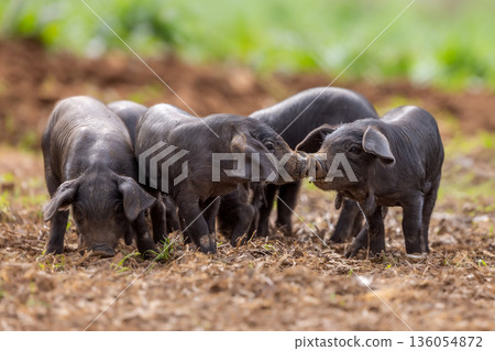 Piglets of the native Majorcan breed Porc Negre Mallorqui also the Majorcan Black Pig sniffing on a farm pasture in Mallorca, Balearic Islands, Spain Piglets of the native Majorcan breed Porc Negre Mallorqui also the Majorcan Black Pig sniffing on a farm pasture in Mallorca, Balearic Islands, Spain 136054872