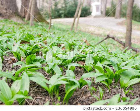 Wild garlic covering forest ground in early spring. Natural green background, foraging concept, healthy edible plants growing in woodland Wild garlic covering forest ground in early spring. Natural green background, foraging concept, healthy edible plants growing in woodland 136054996