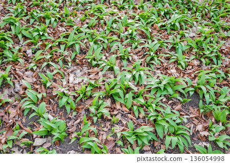Wild garlic covering forest ground in early spring. Natural green background, foraging concept, healthy edible plants growing in woodland Wild garlic covering forest ground in early spring. Natural green background, foraging concept, healthy edible plants growing in woodland 136054998