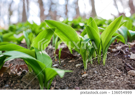 Close-up of fresh wild garlic ramsons leaves growing in forest soil. Natural spring herb, edible green plant, healthy organic food concept, woodland nature background Close-up of fresh wild garlic ramsons leaves growing in forest soil. Natural spring herb, edible green plant, healthy organic food concept, woodland nature background 136054999