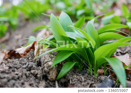 Close-up of fresh wild garlic ramsons leaves growing in forest soil. Natural spring herb, edible green plant, healthy organic food concept, woodland nature background Close-up of fresh wild garlic ramsons leaves growing in forest soil. Natural spring herb, edible green plant, healthy organic food concept, woodland nature background 136055007
